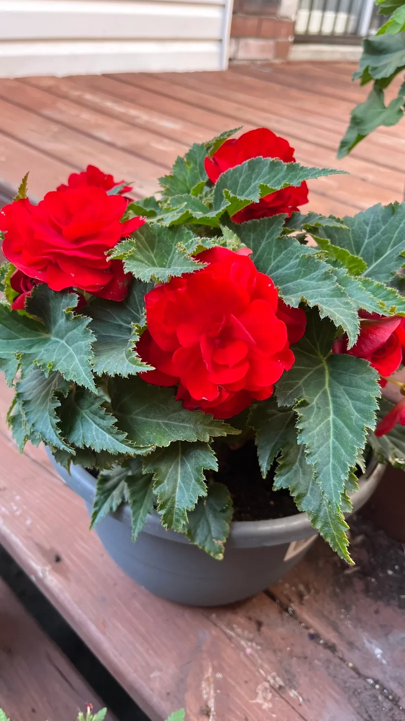 Red Begonia Plant thumbnail