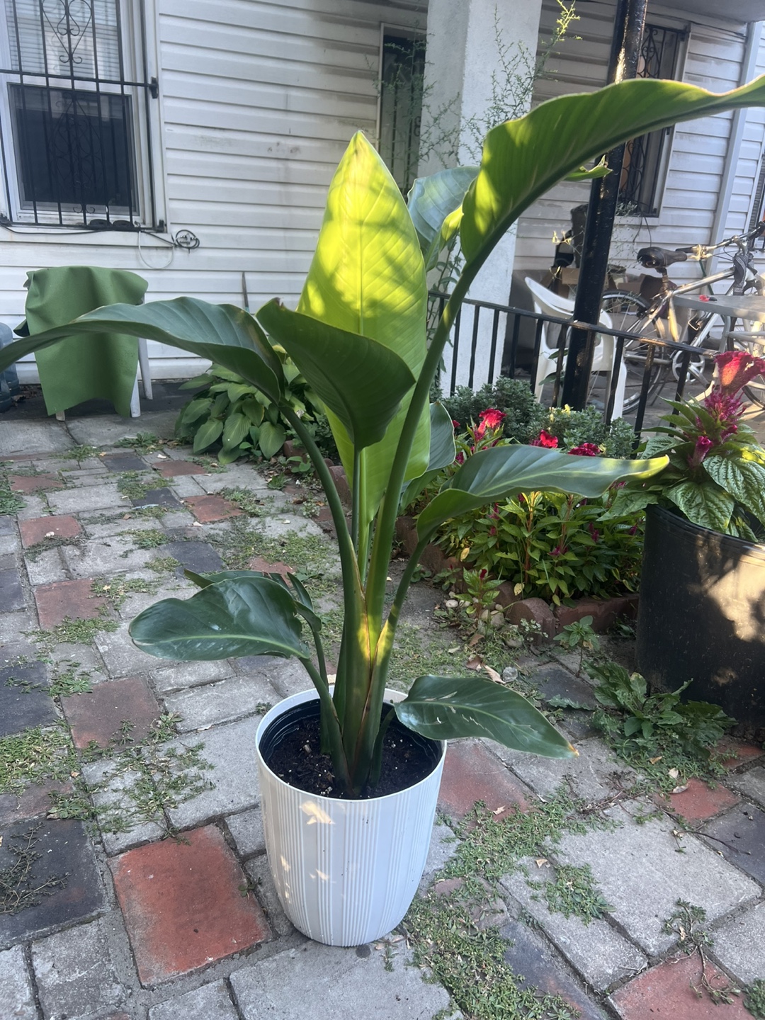 Beautiful young Bird of Paradise Plant