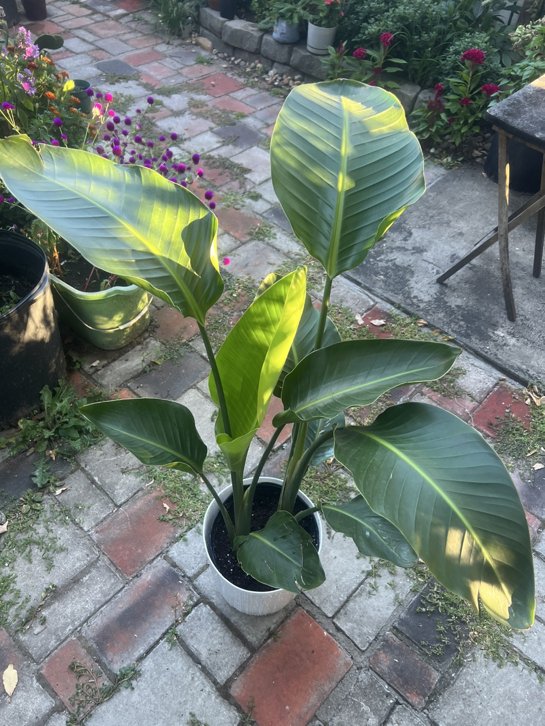 Beautiful young Bird of Paradise Plant - photo 3