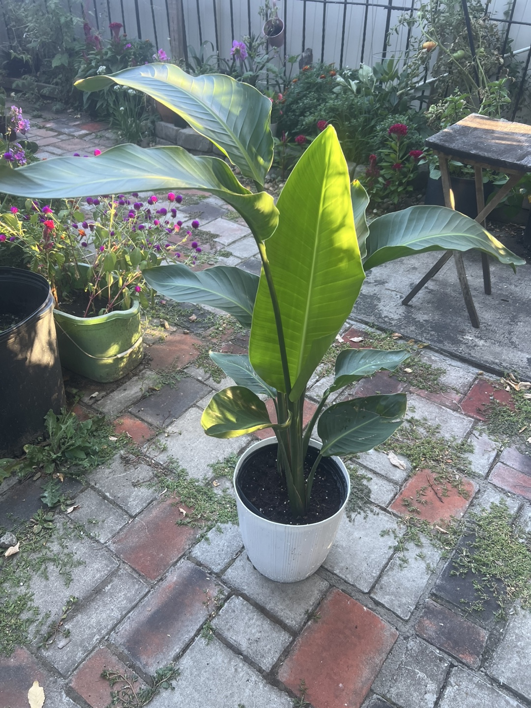 Beautiful young Bird of Paradise Plant - photo 5