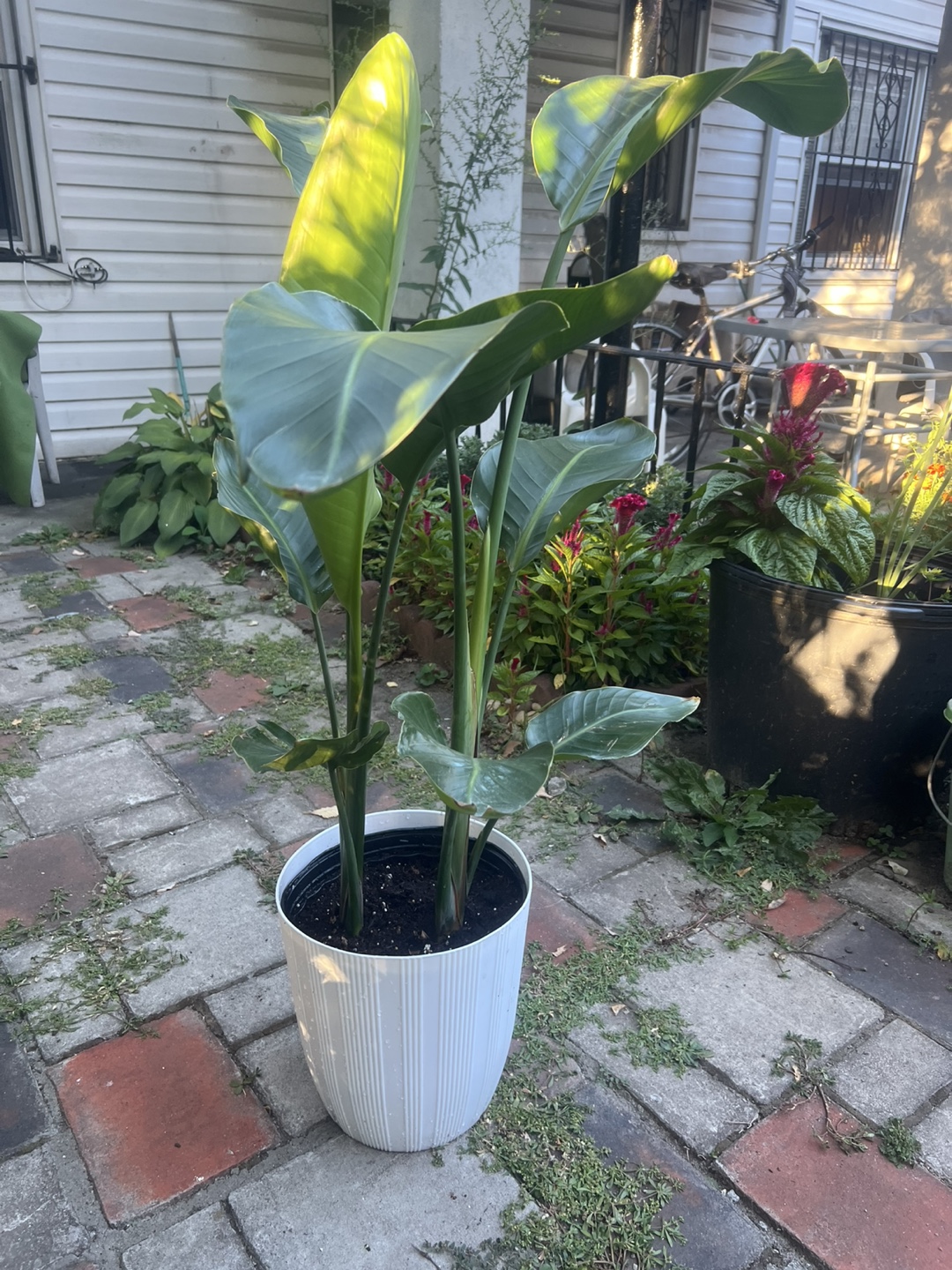Beautiful young Bird of Paradise Plant - photo 4