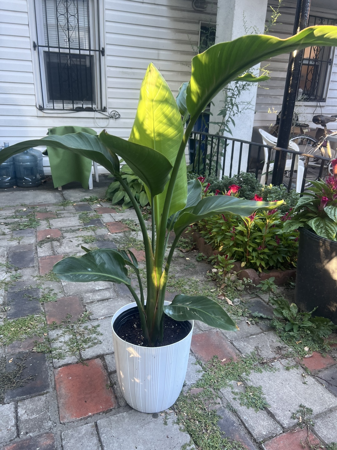 Beautiful young Bird of Paradise Plant - photo 2