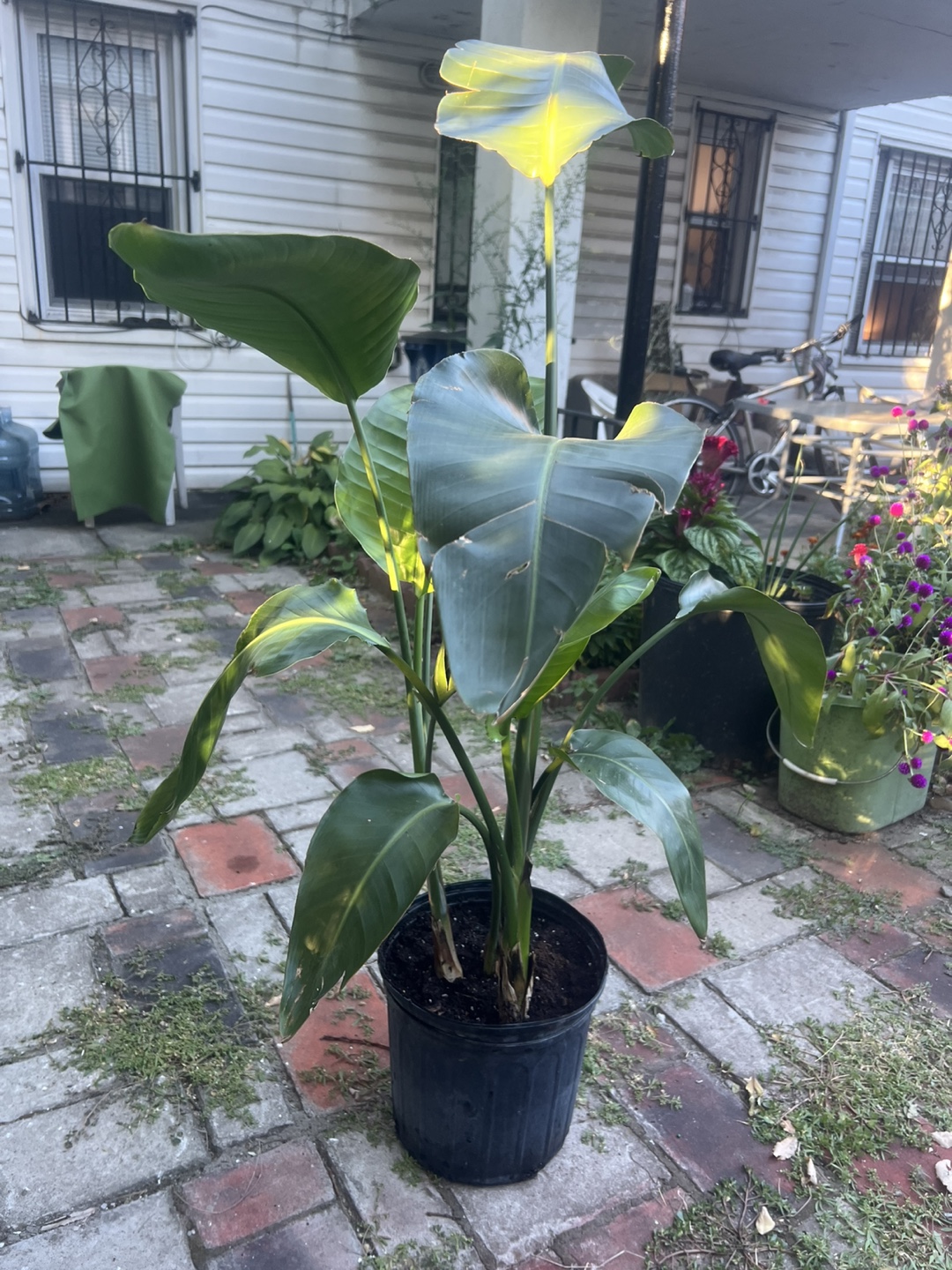 Large Bird of Paradise Plant - photo 2