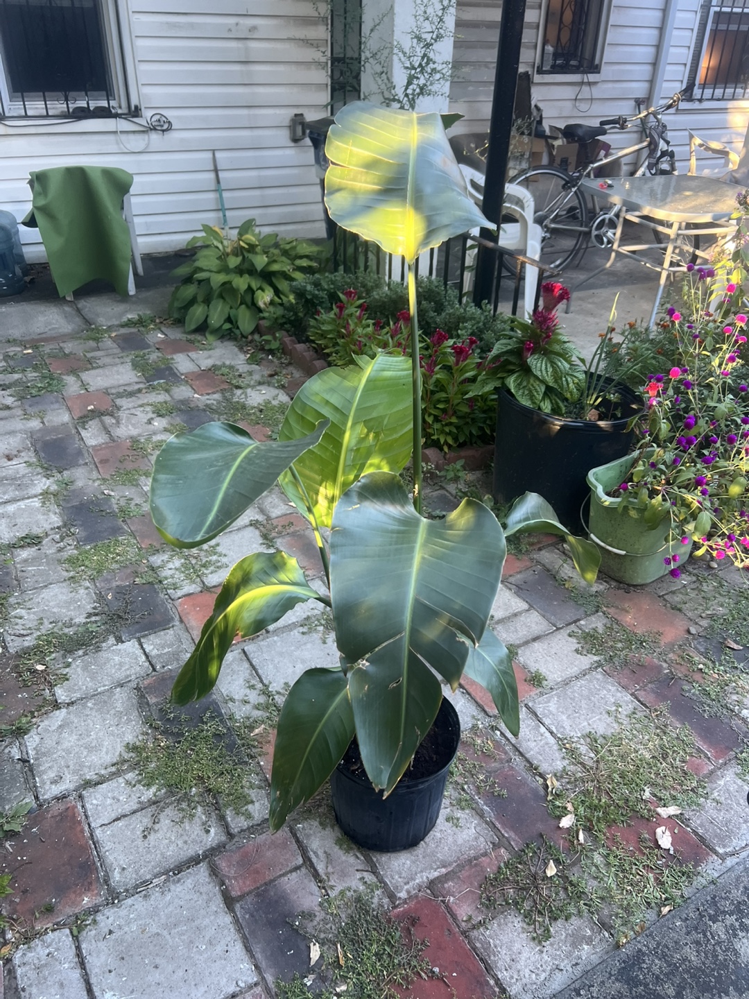 Large Bird of Paradise Plant - photo 4