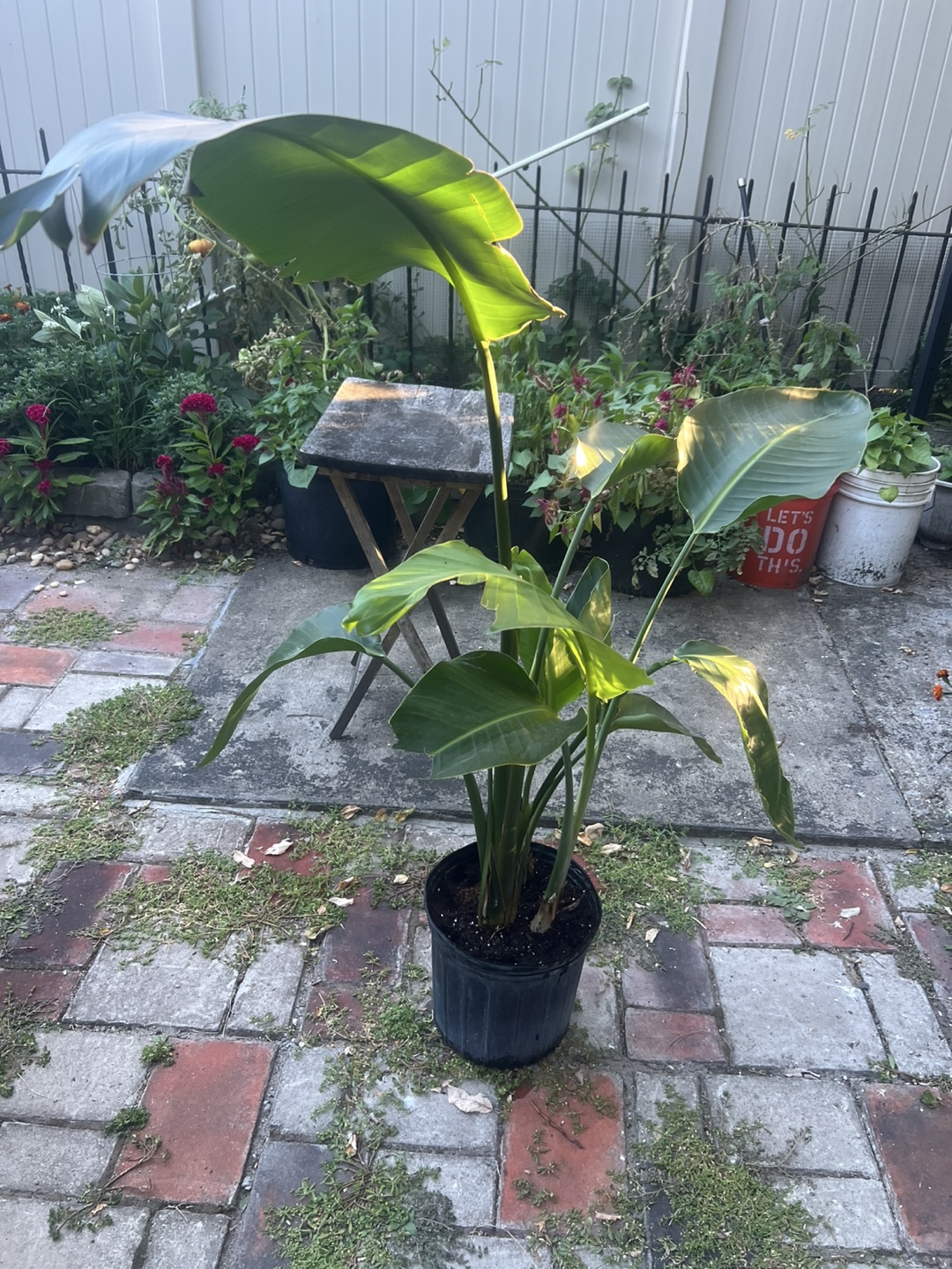 Large Bird of Paradise Plant - photo 5