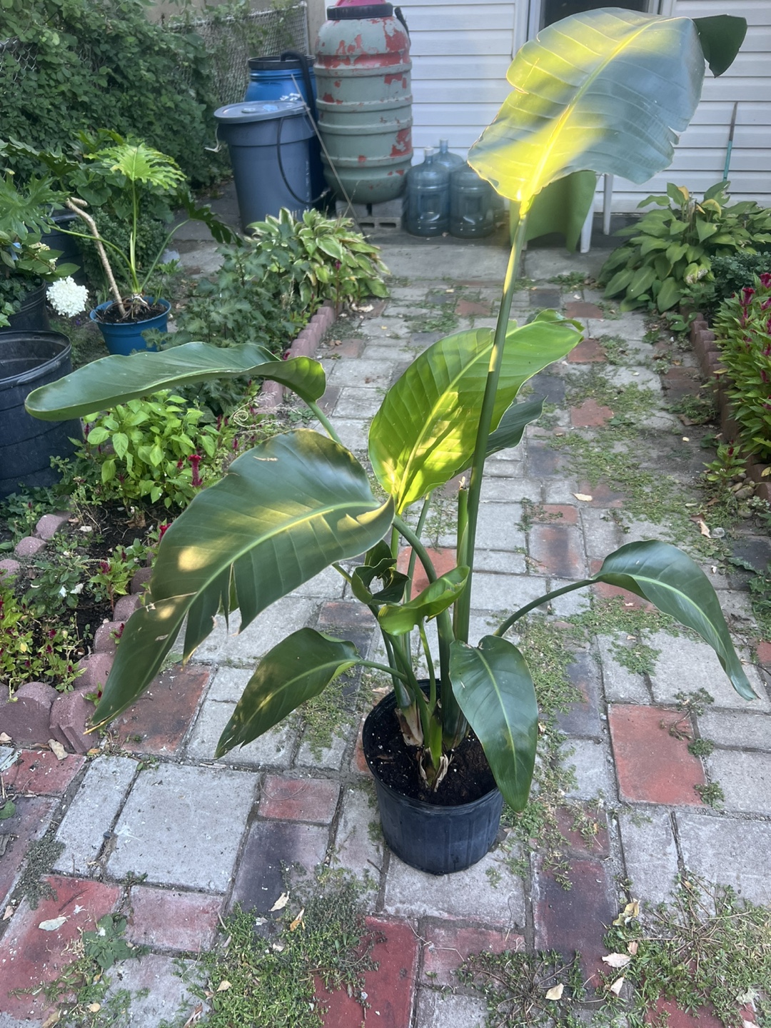 Large Bird of Paradise Plant - photo 3