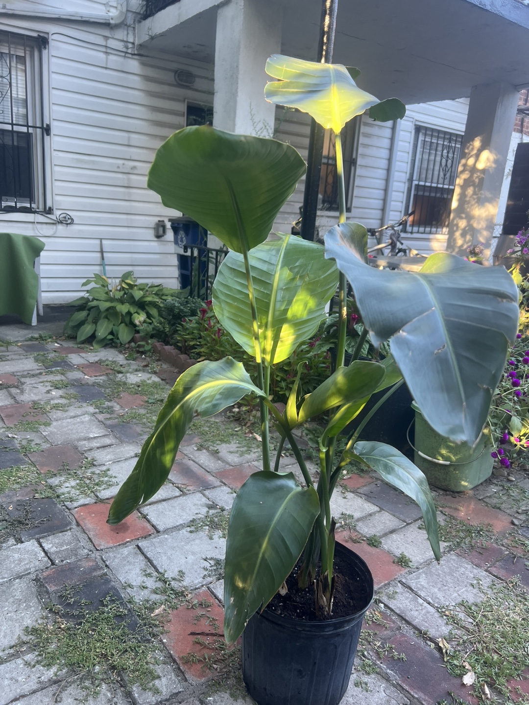 Large Bird of Paradise Plant