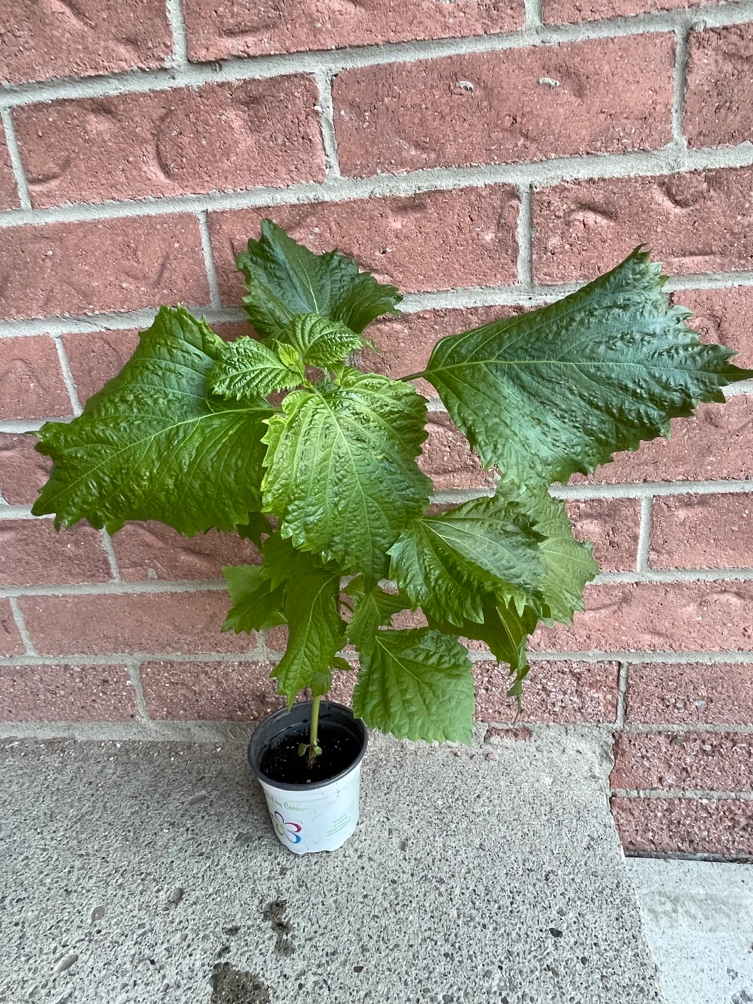 Korean perilla Shiso Plant thumbnail