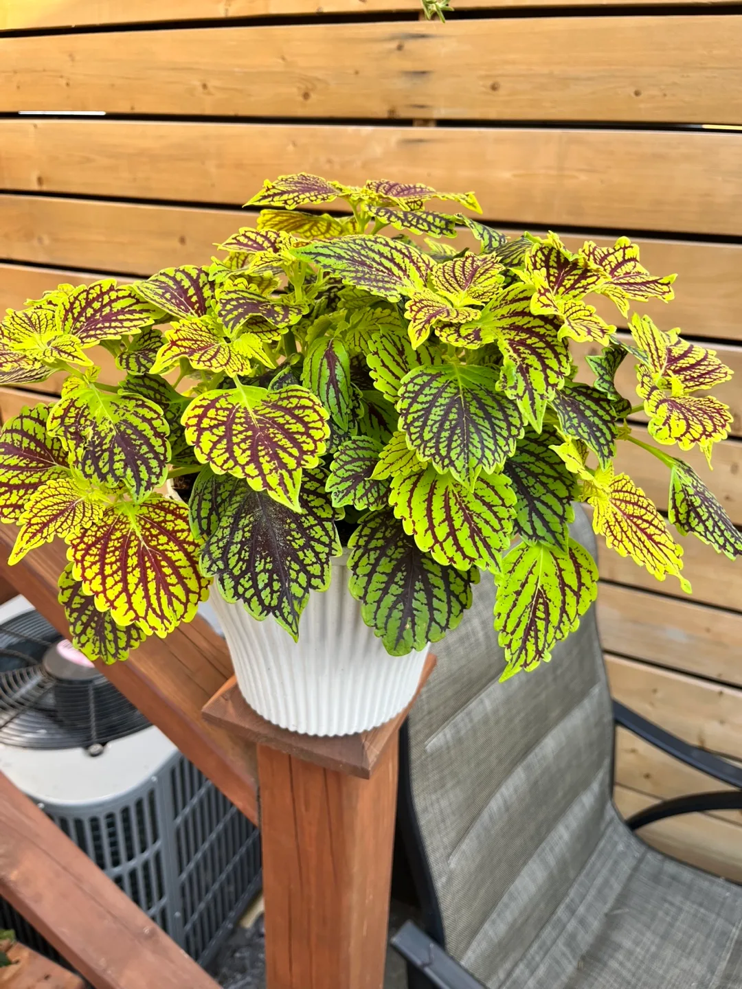 Coleus Plant in White big Pot thumbnail