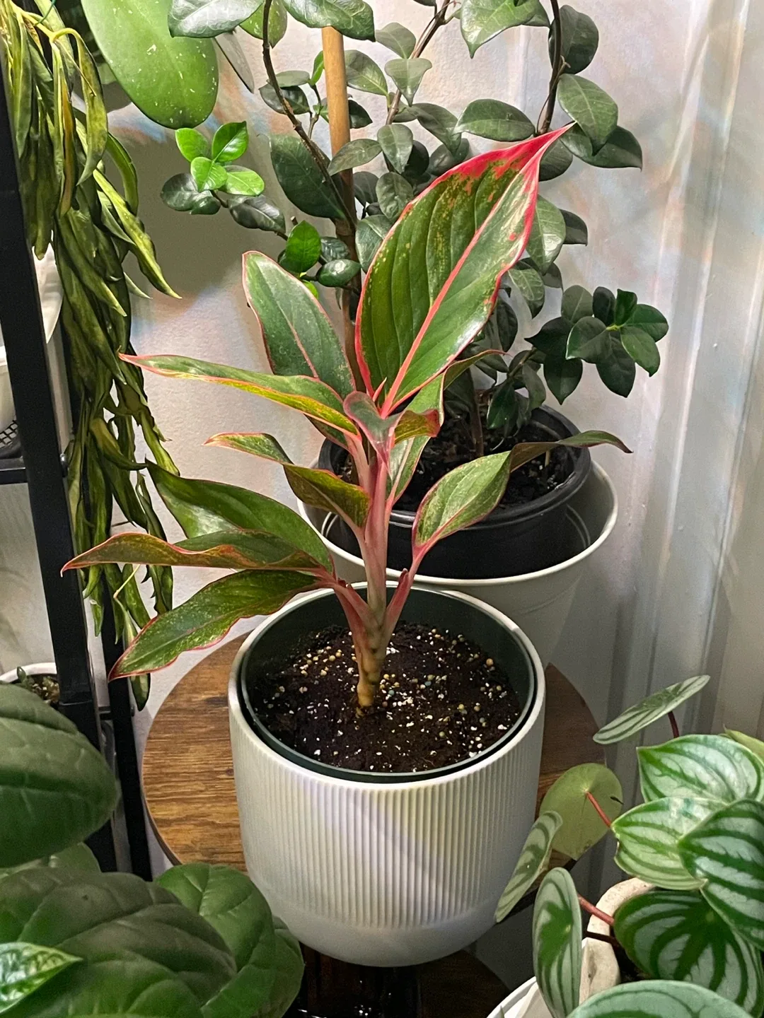 Aglaonema Gold-Red w. Ceramic Planter thumbnail