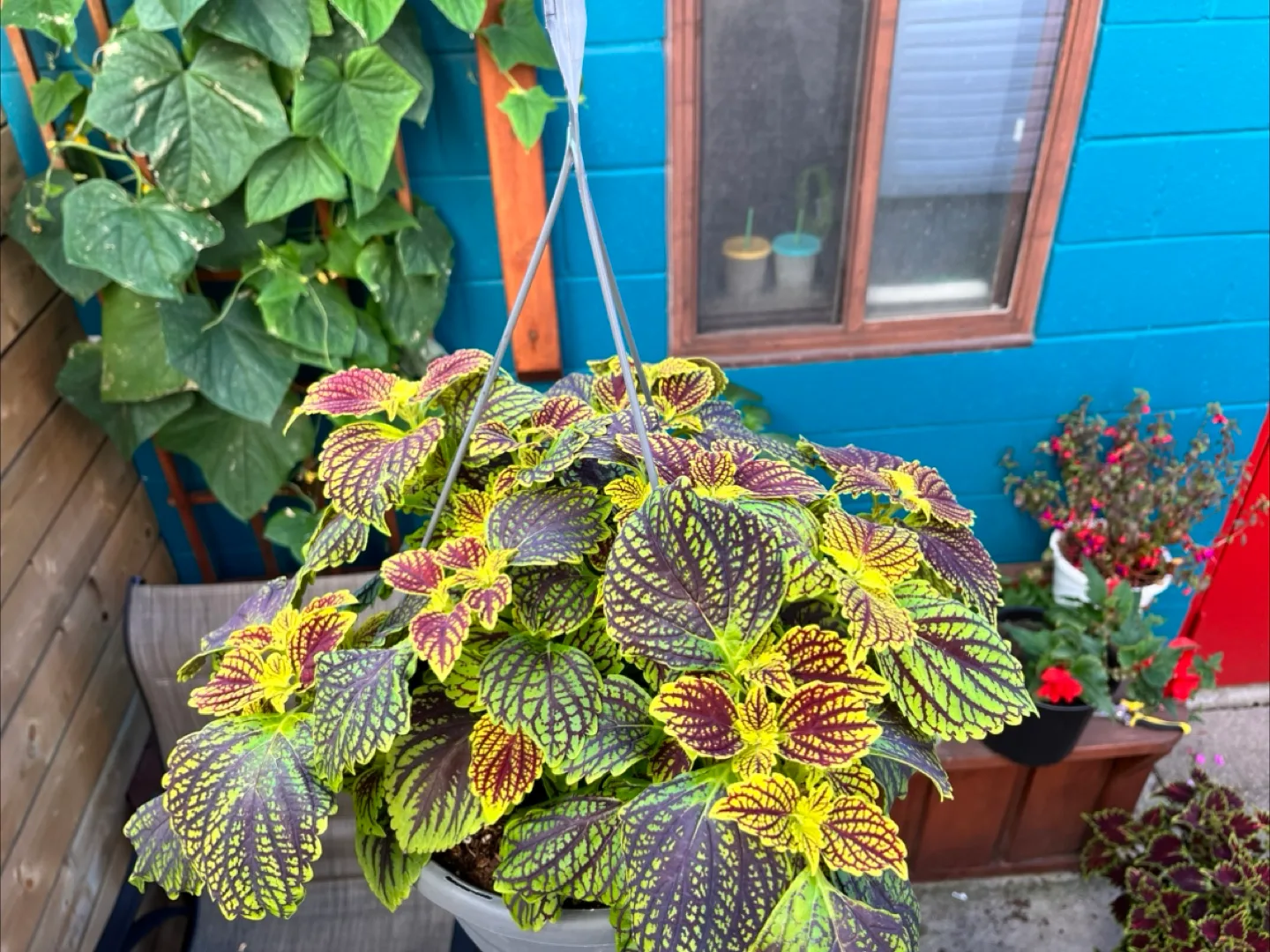 Hanging Coleus Plant thumbnail