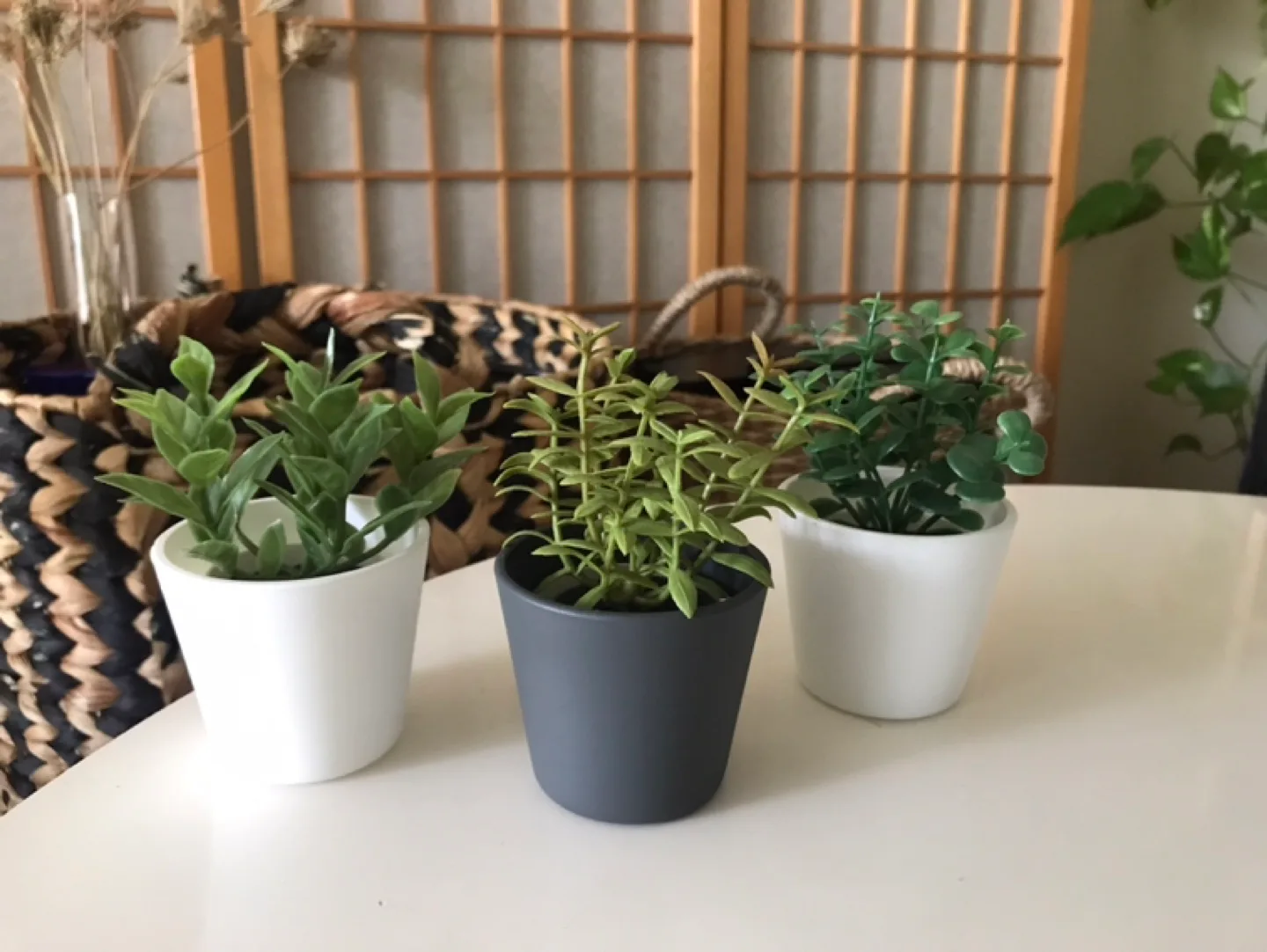 3 Glass Plant Pots Planters+ ✨3 FREE Inserts (Succulents, etc) thumbnail