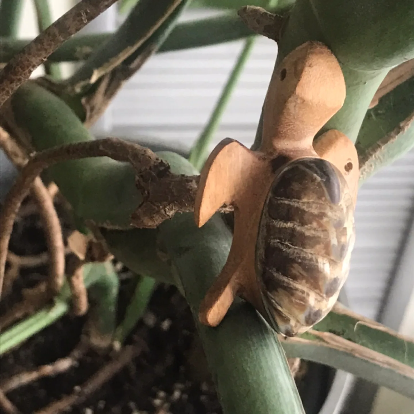 Adorable Wooden Turtle/Tortoise - Keychain/Ornament/Decor image indicator(2)