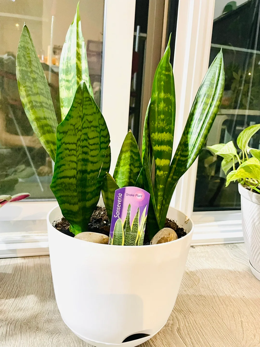 Sansevieria Snake Plant in White Pot image indicator(2)