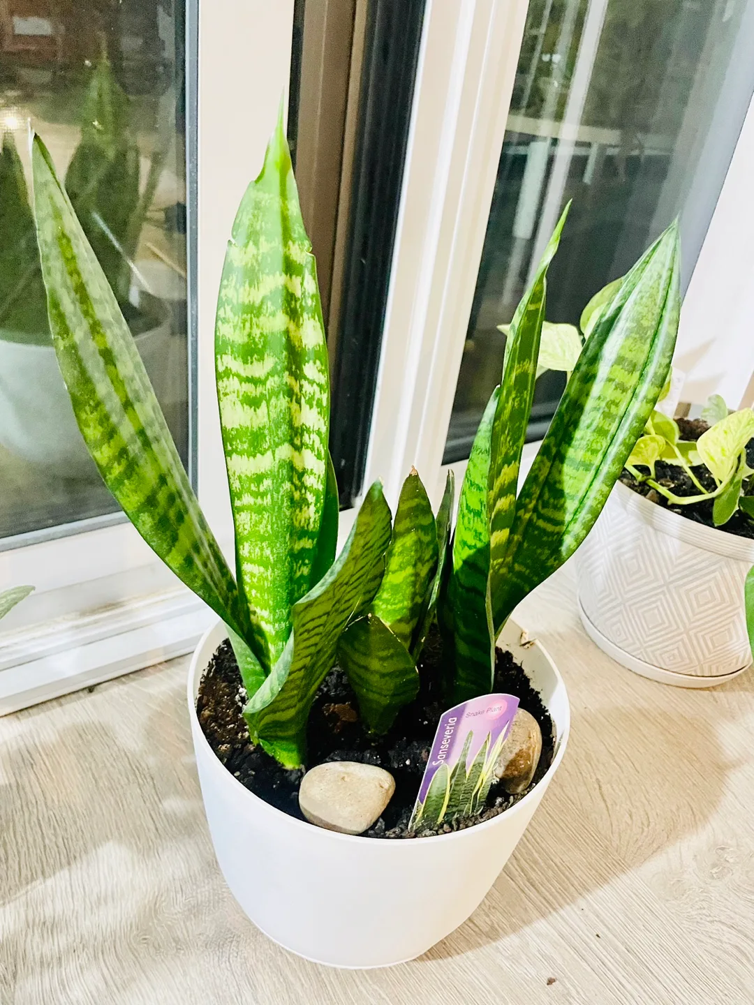 Sansevieria Snake Plant in White Pot