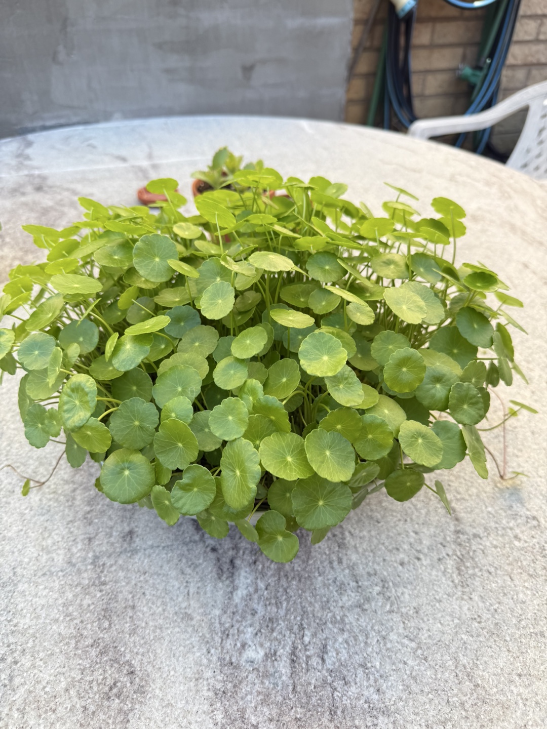 Pennywort in hydroponics - photo 4