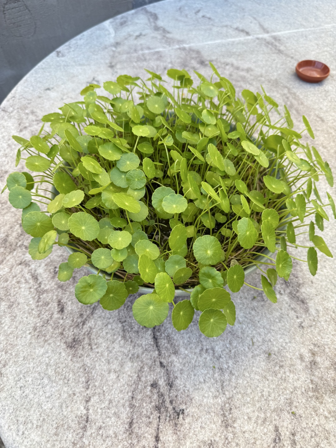 Pennywort in hydroponics - photo 3