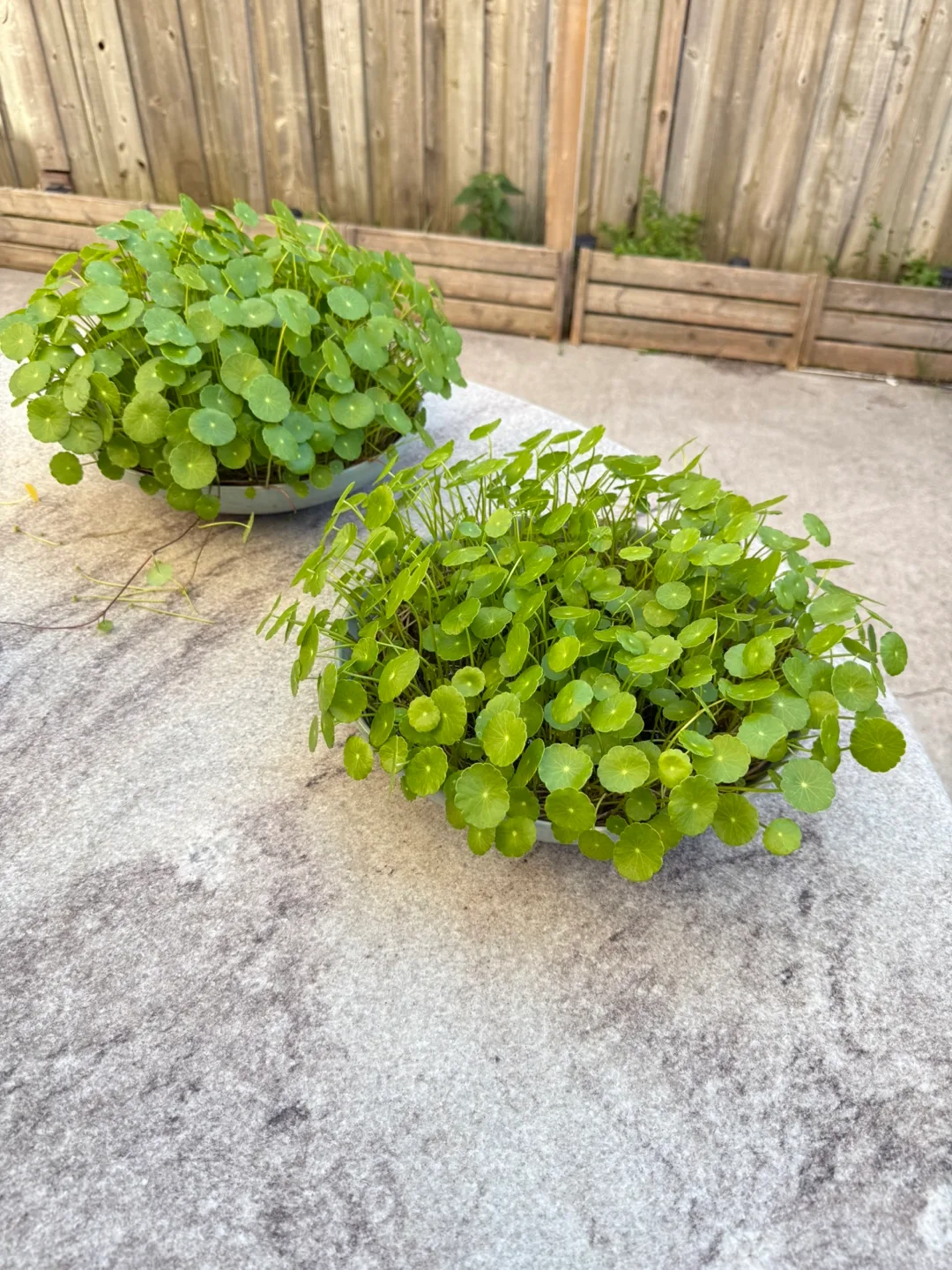Pennywort in hydroponics