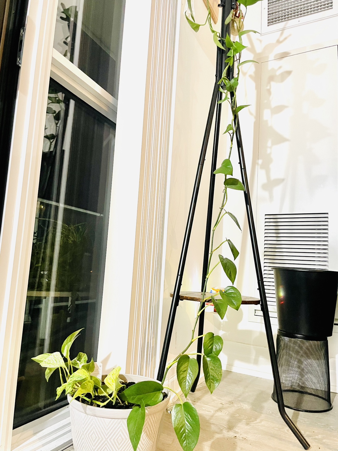 [Saturday Move out Sale] Pothos Potted In a White Pot