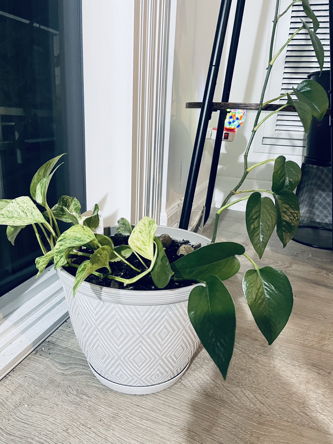 [Saturday Move out Sale] Pothos Potted In a White Pot - photo 2