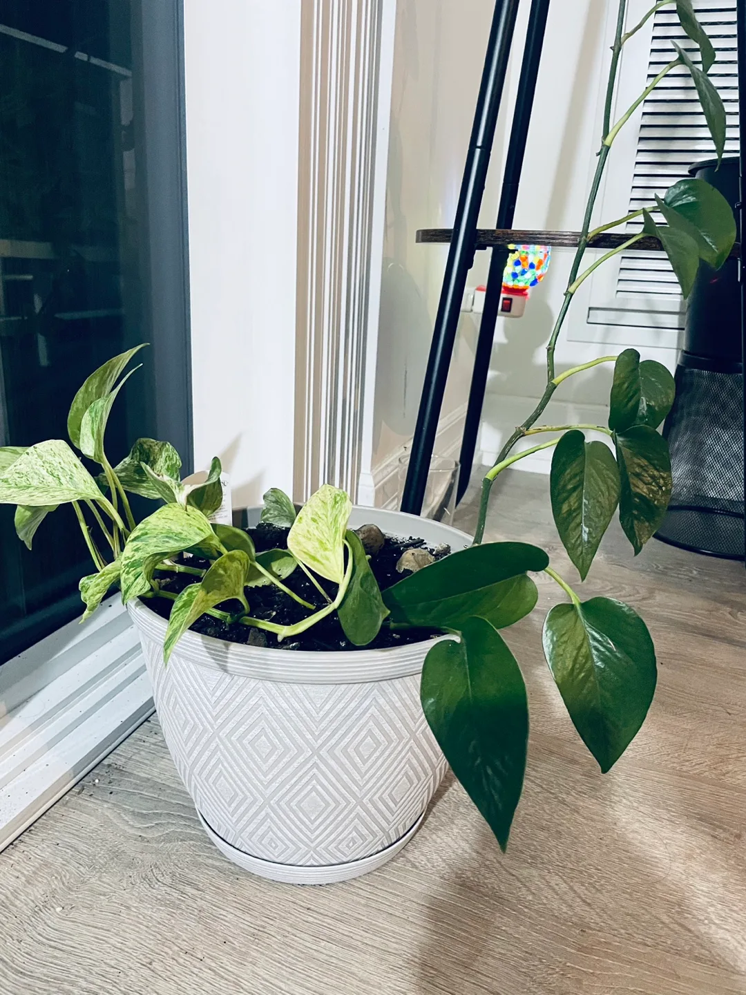 [Saturday Move out Sale] Pothos Potted In a White Pot image indicator(2)