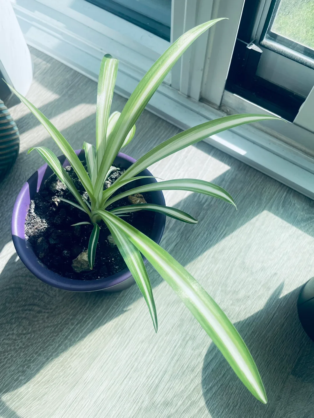 Spider Plant in Purple Pot