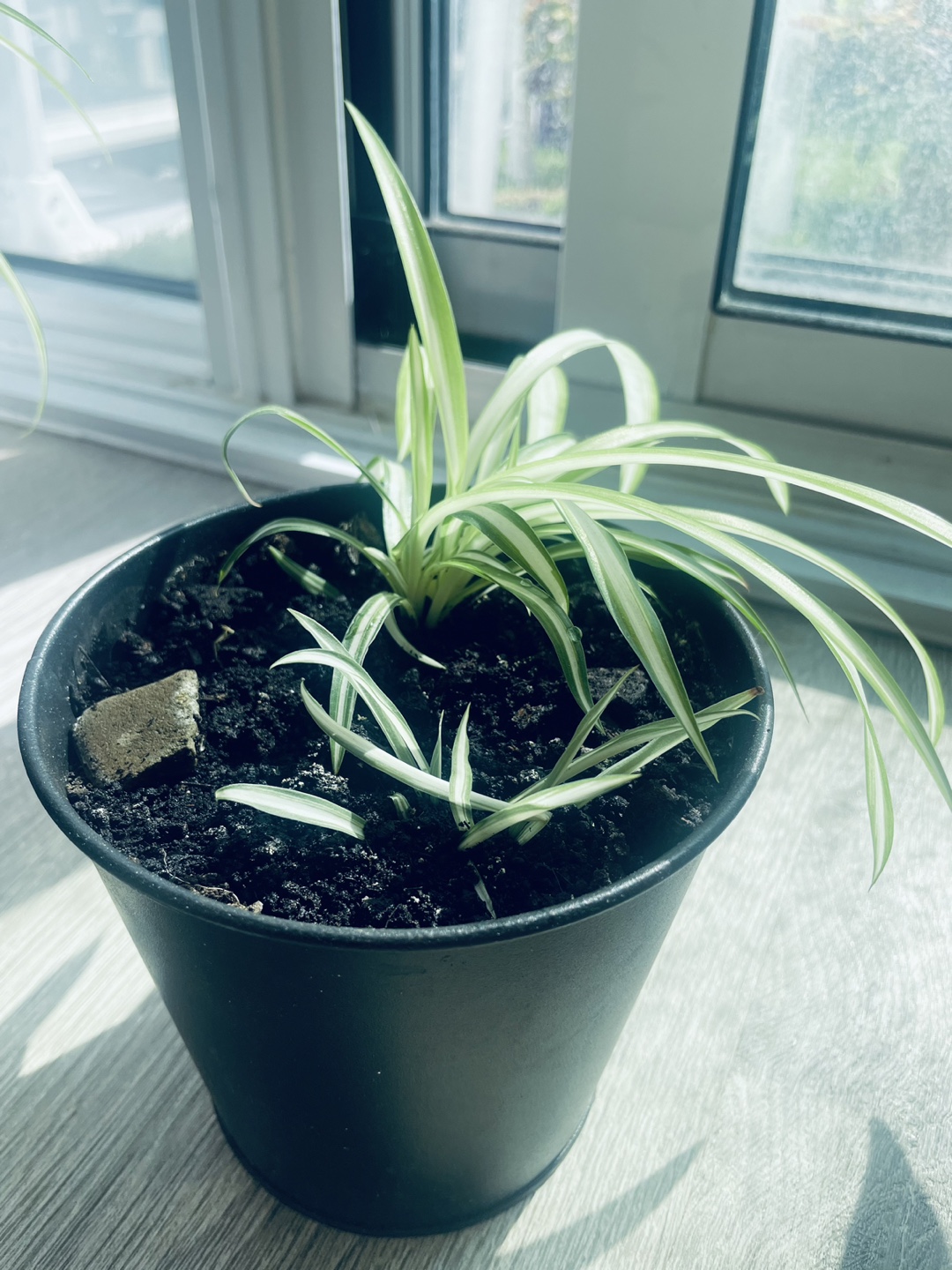 Spider Plant in Black Pot - photo 2