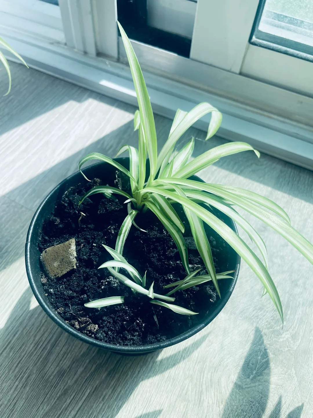 Spider Plant in Black Pot