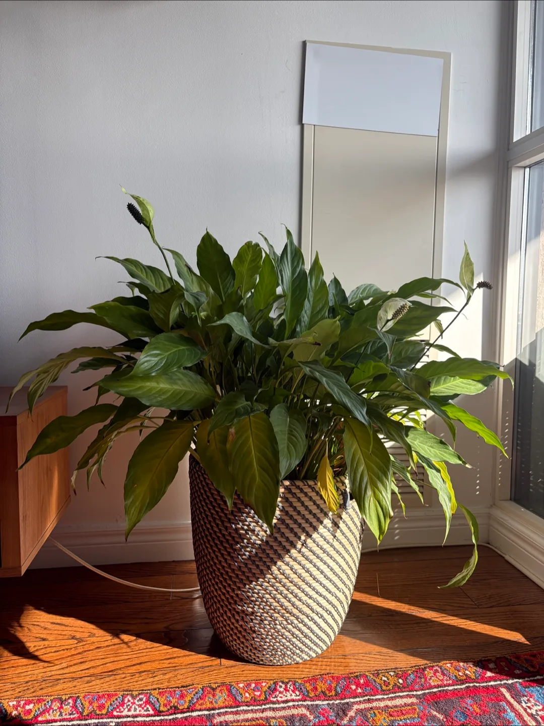 Peace Lily 27” 🪴 thumbnail