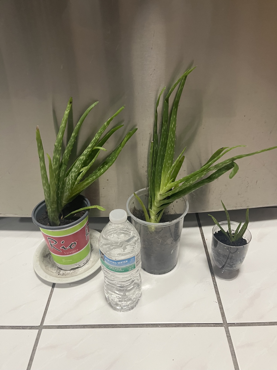 Aloe Vera Plants