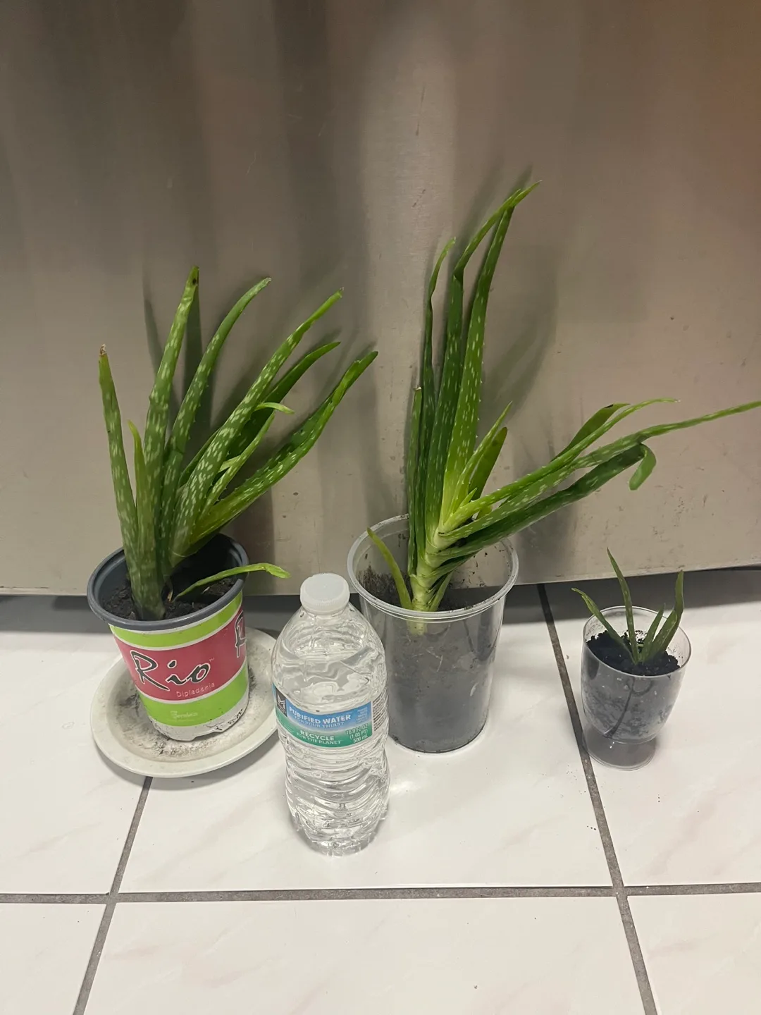 Aloe Vera Plants thumbnail