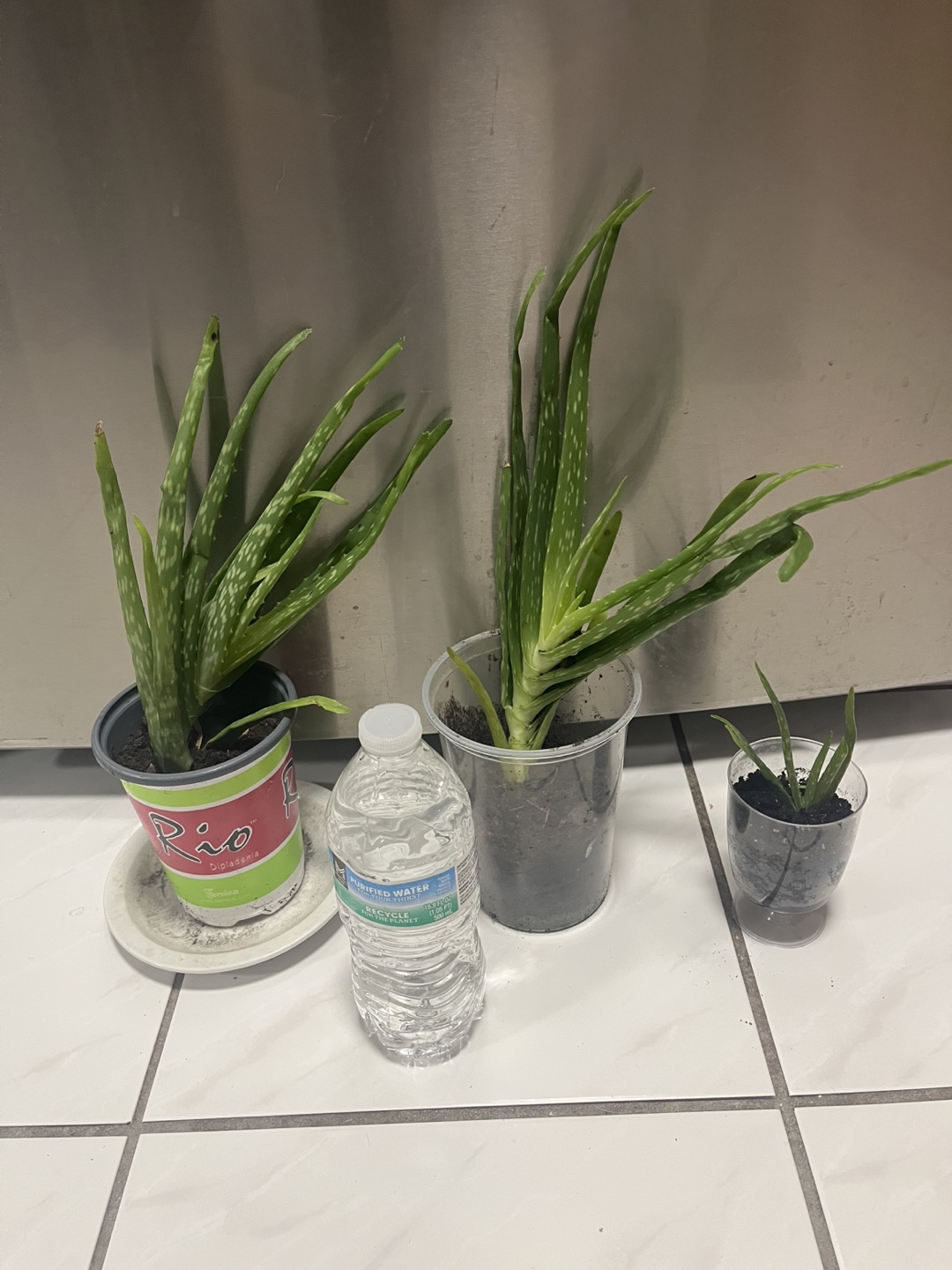 Aloe Vera Plants - photo 2