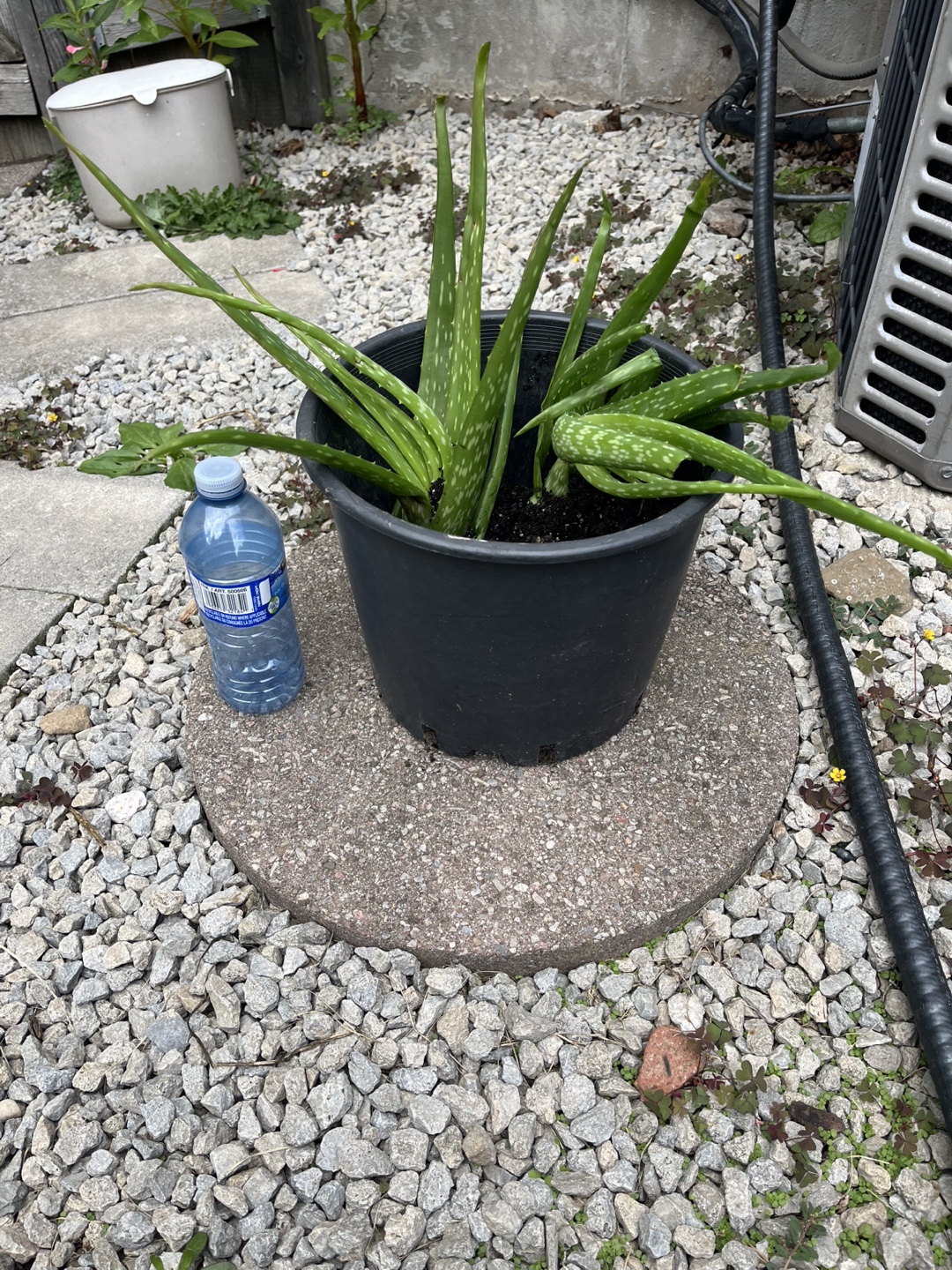 Aloe Vera Plants - photo 3