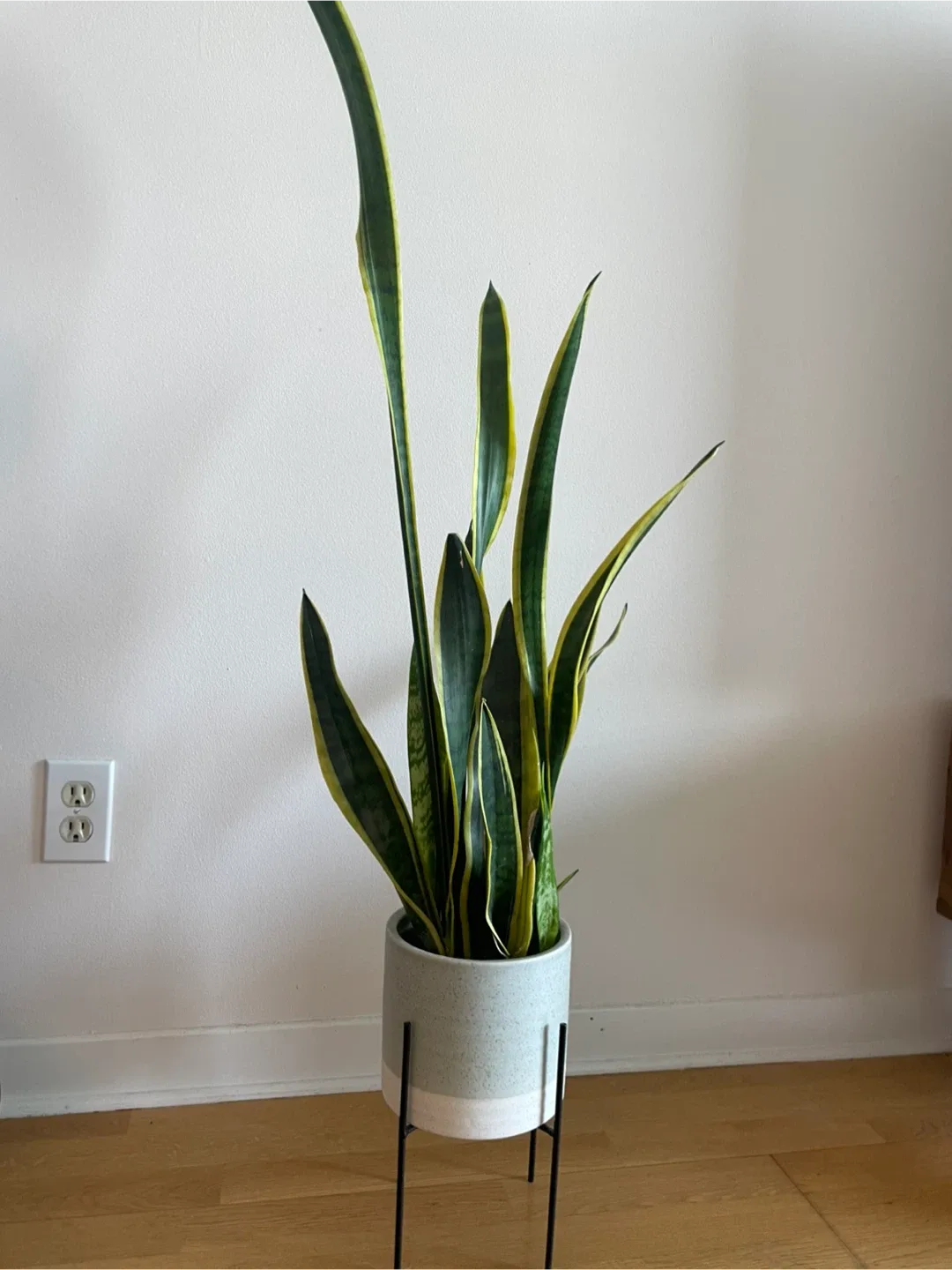 Snake Plant with Pot thumbnail