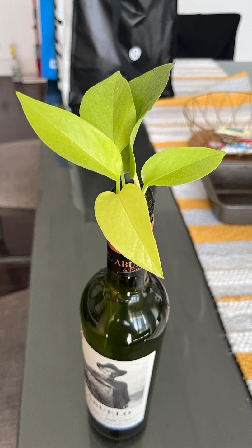 Pothos plant in wine bottle