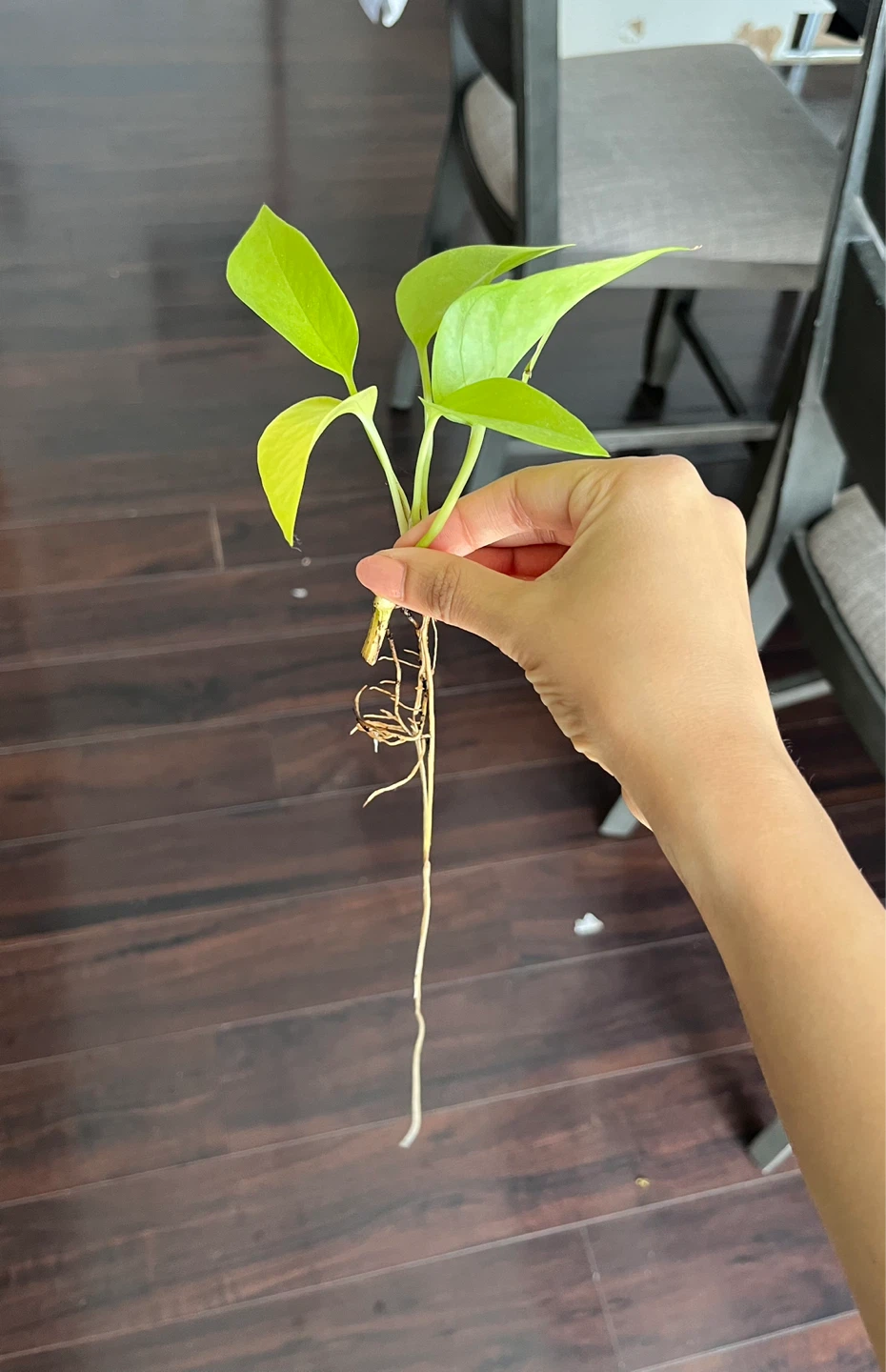 Pothos plant in wine bottle - photo 3
