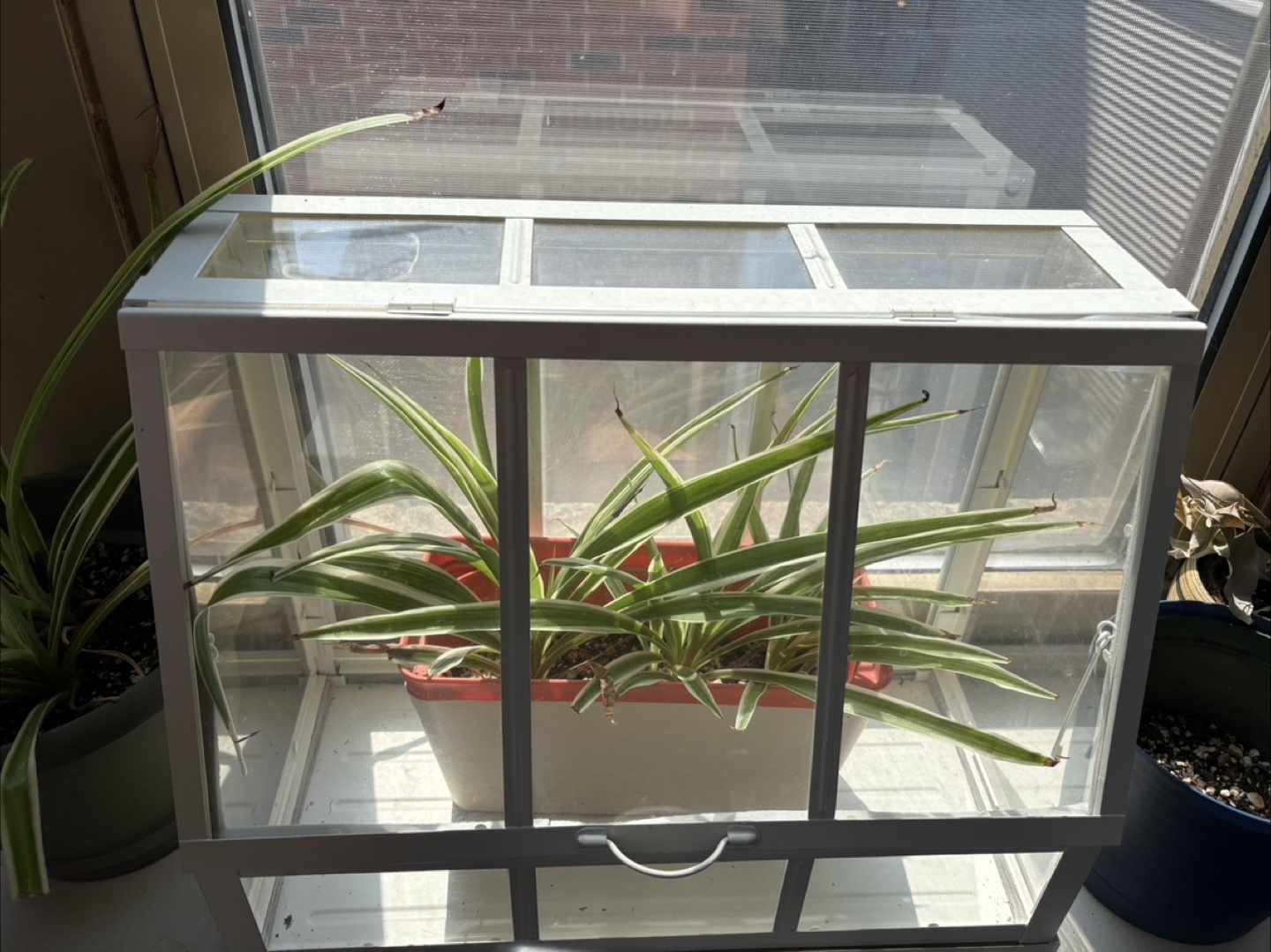 Mini Greenhouse Plant Display Case