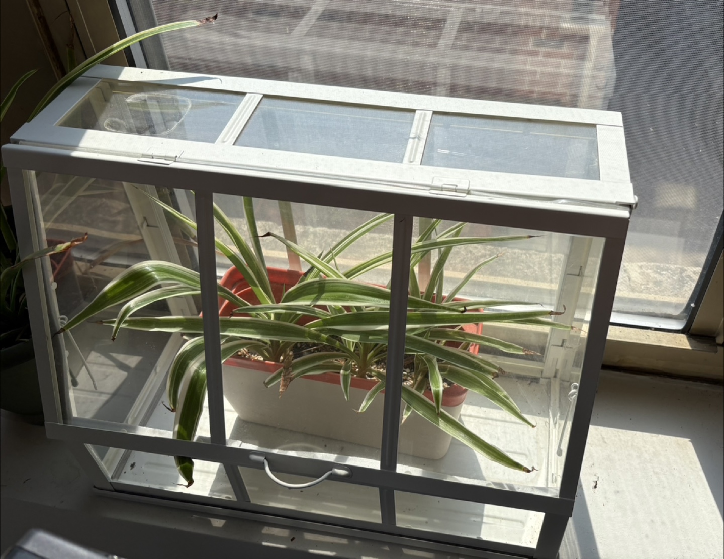 Mini Greenhouse Plant Display Case - photo 4