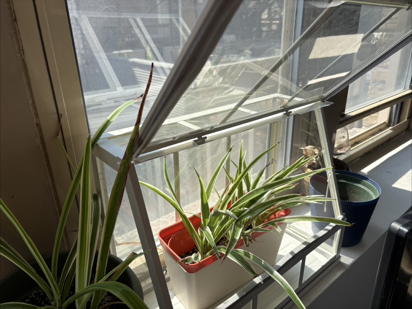 Mini Greenhouse Plant Display Case - photo 2