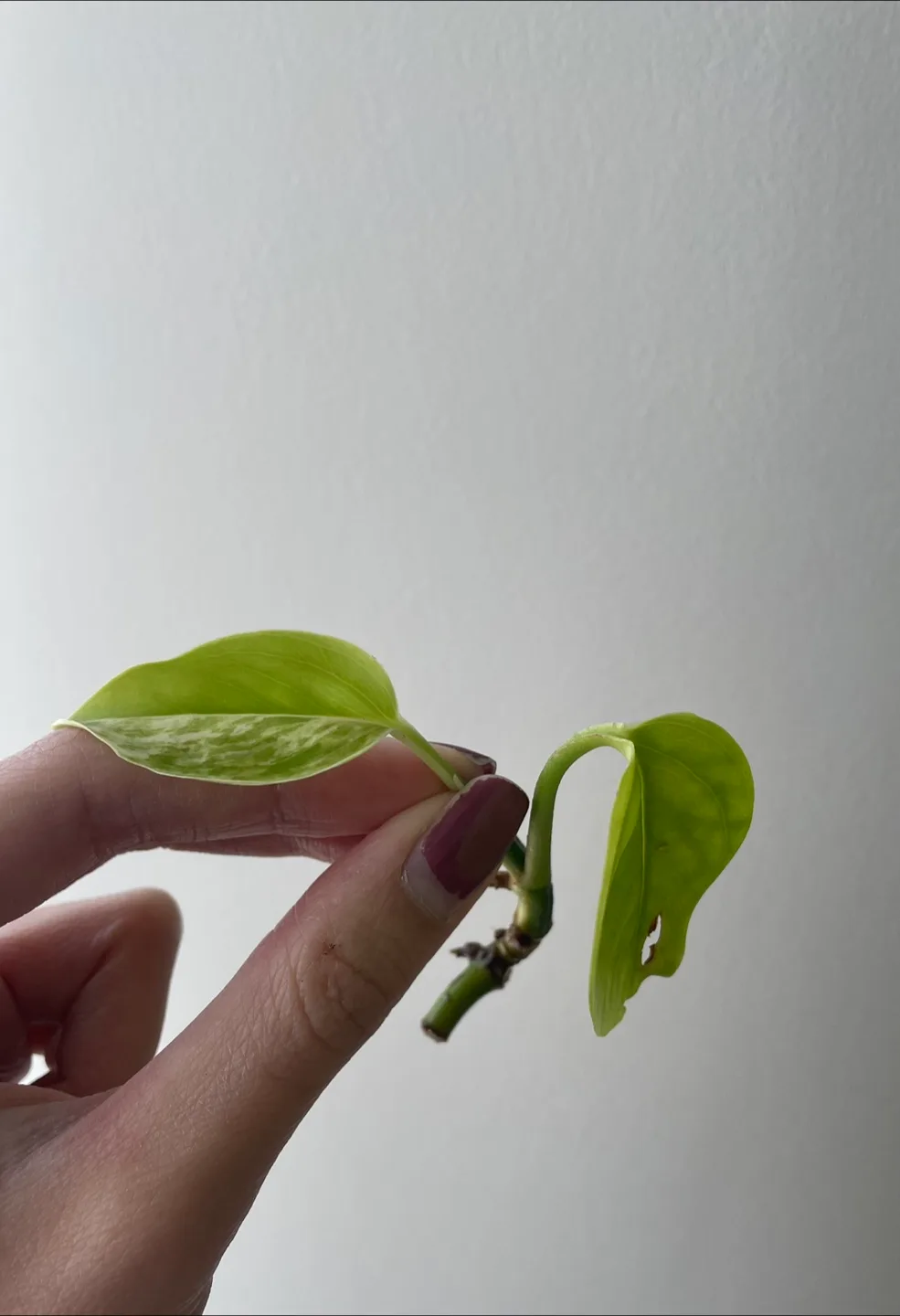 Pothos Plant Cutting thumbnail