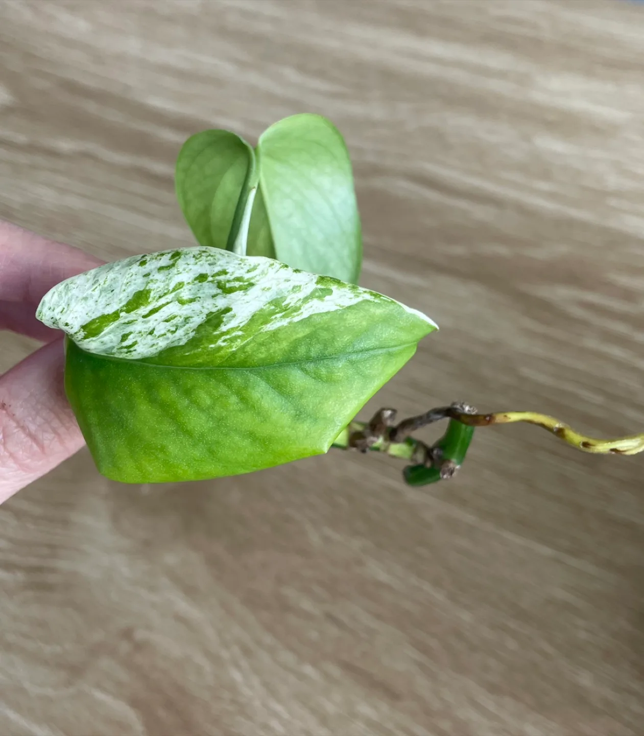 Pothos Plant Cutting image indicator(2)
