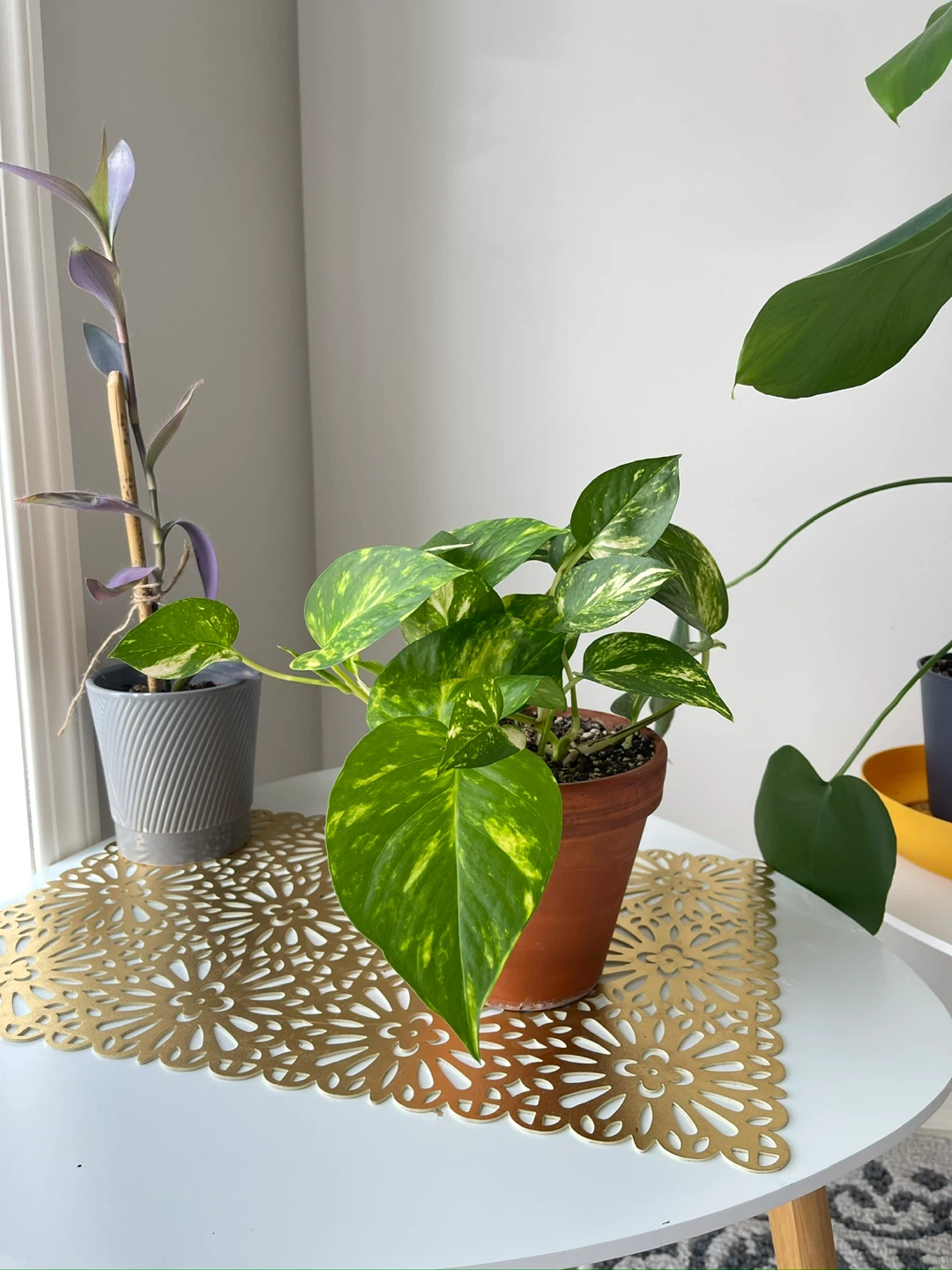 Pothos Plant - photo 3