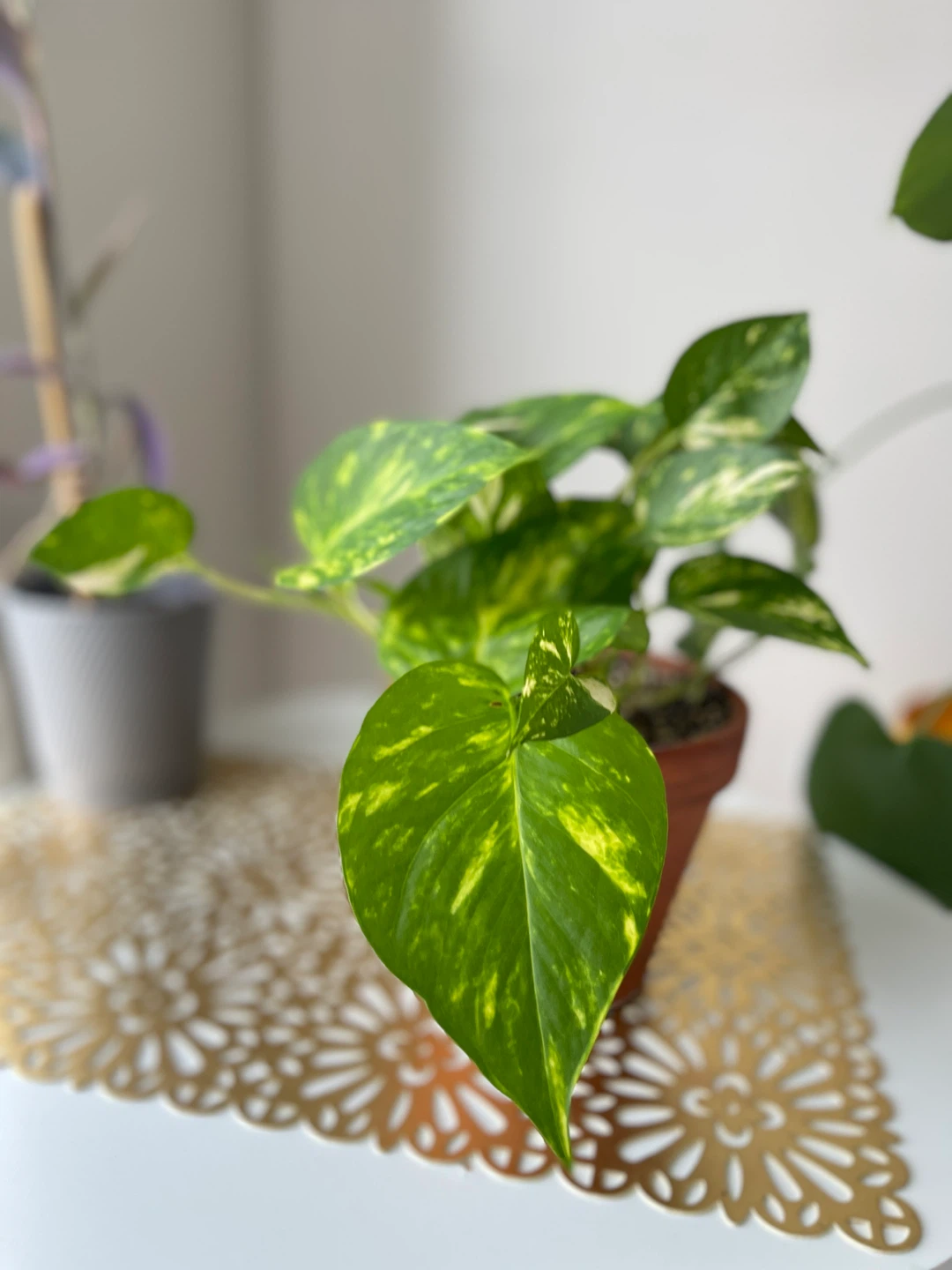 Pothos Plant