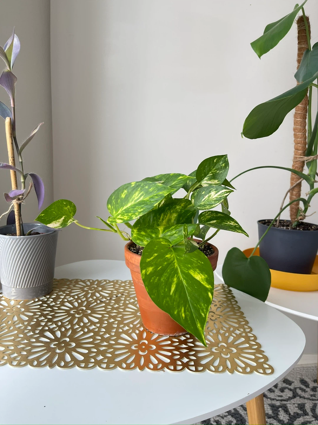Pothos Plant - photo 2