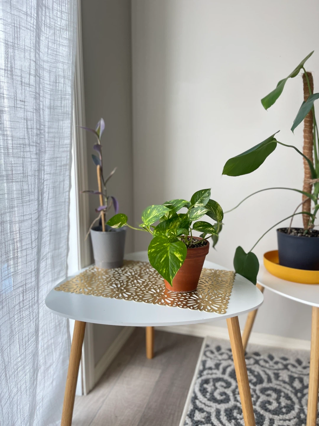 Pothos Plant - photo 4