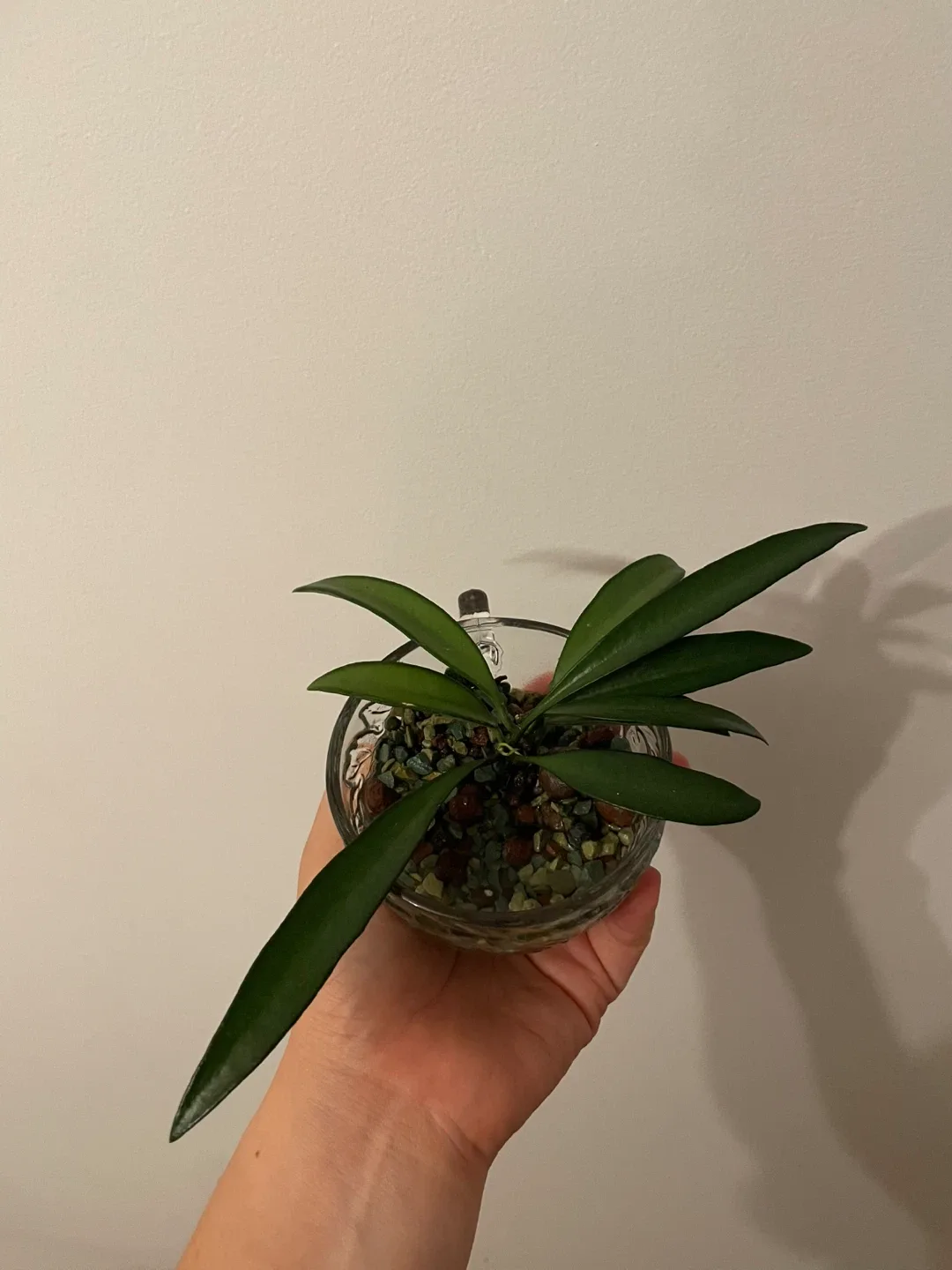 Potted Hoya Plant image indicator(2)