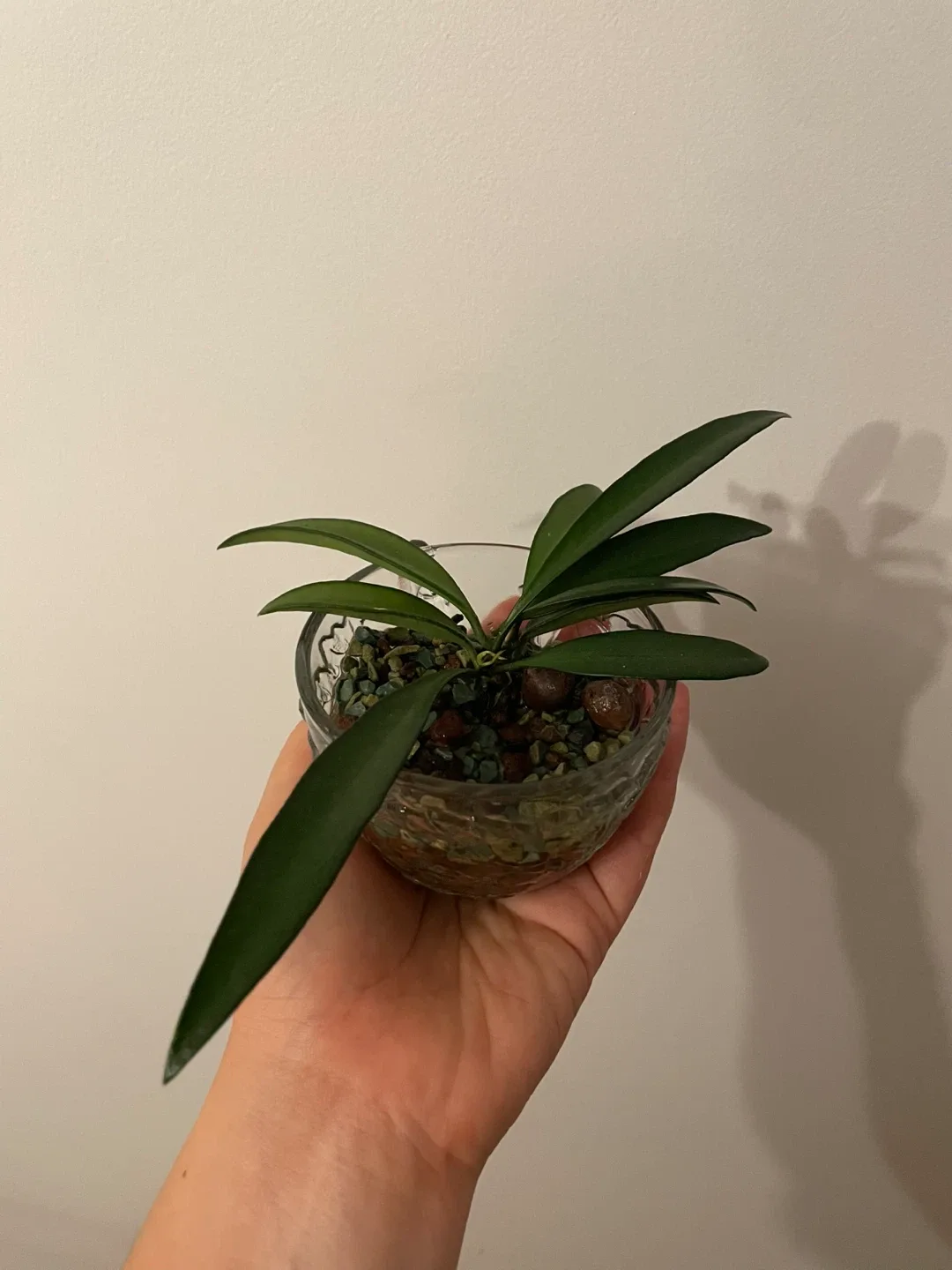 Potted Hoya Plant image indicator(3)