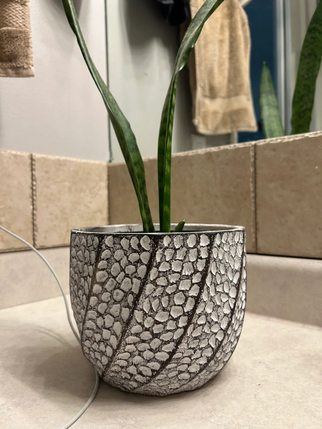 Snake Plant in Decorative Pot thumbnail