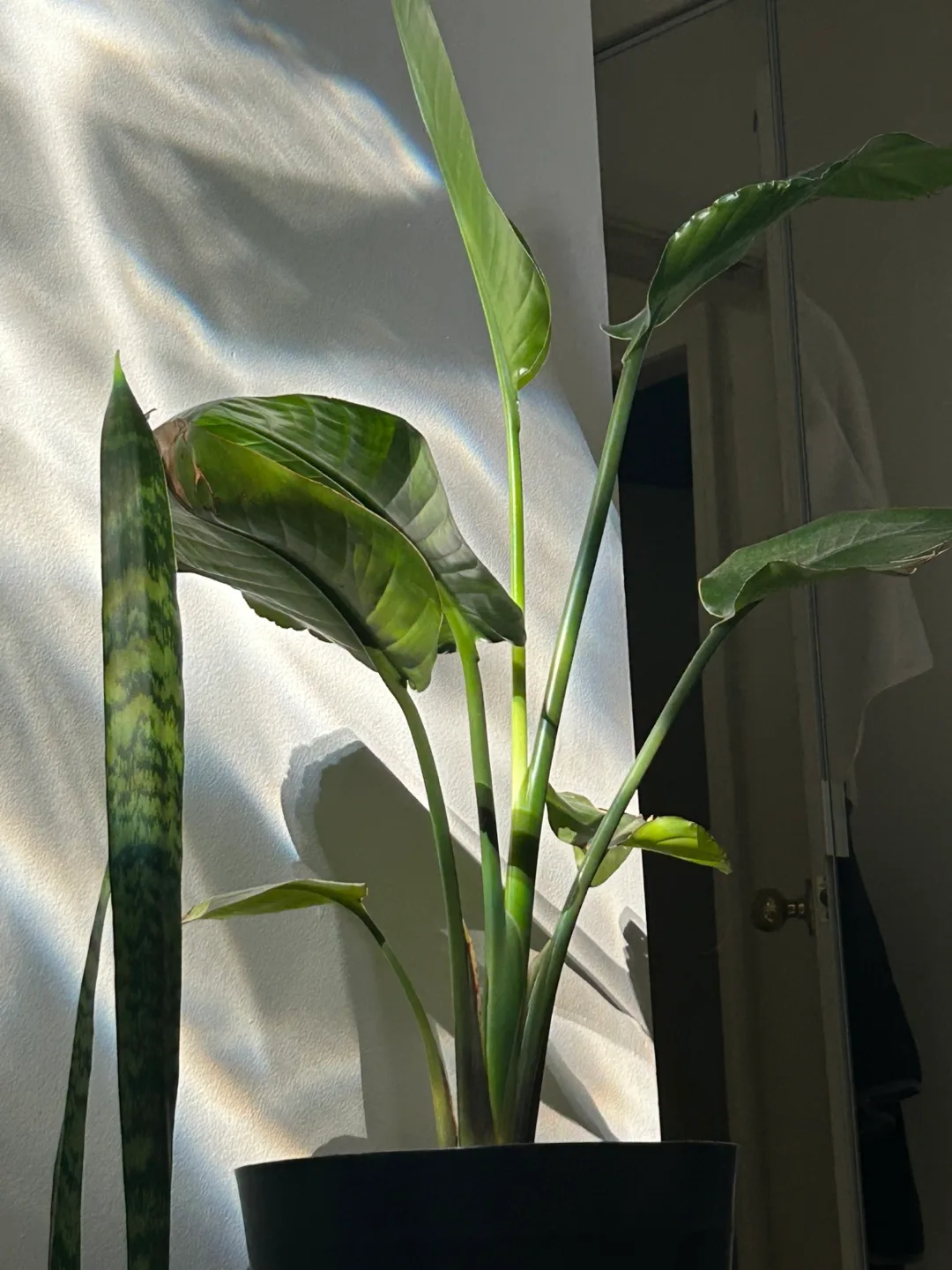 Bird of Paradise Plant thumbnail