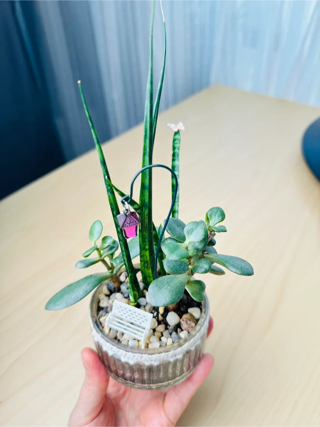 🥕Unique Super low maintenance plants image indicator(5)